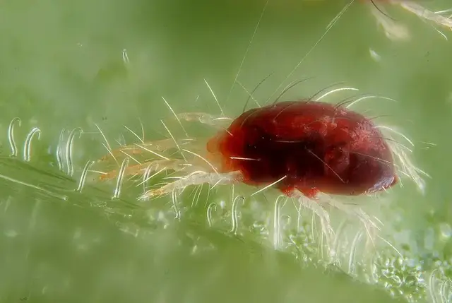 Araña roja (Tetranychus urticae)
