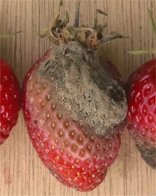 Botrytis (podredumbre gris) (Botrytis cinerea)