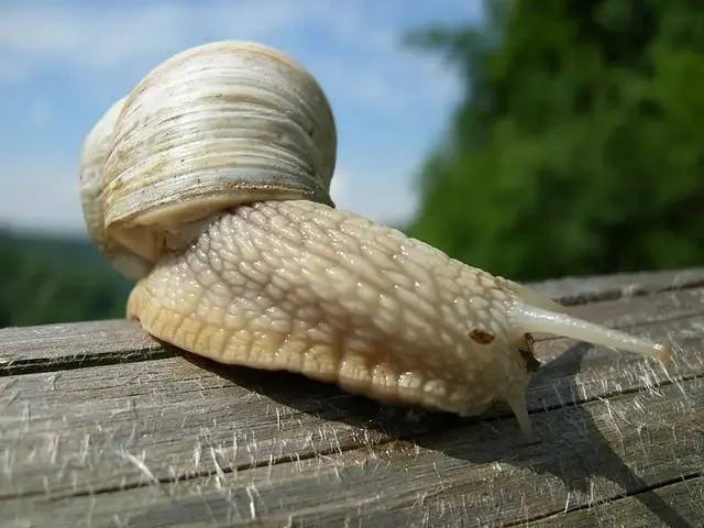 Caracol / Babosa (Gastropoda)