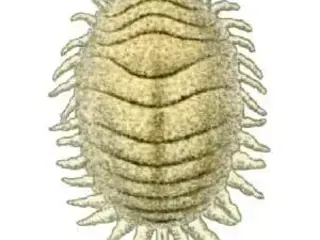 Cochinilla algodonosa (Planococcus citri)
