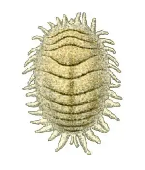 Cochinilla algodonosa (Planococcus citri)