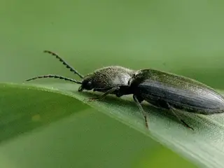 Gusano del alambre (Agriotes)