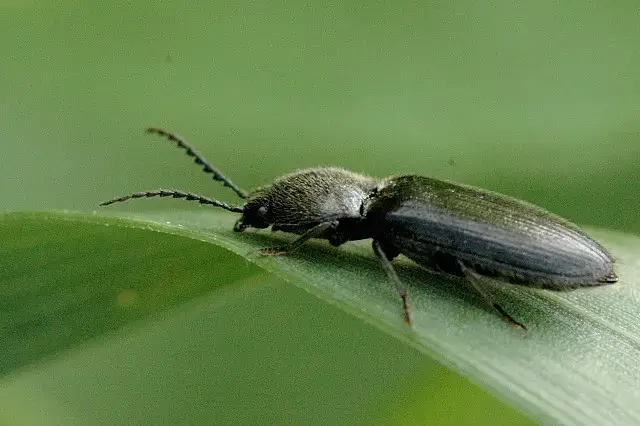 Gusano del alambre (Agriotes)