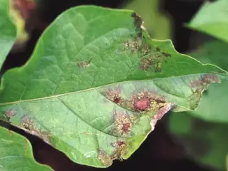 Mildiu (Phytophthora infestans)