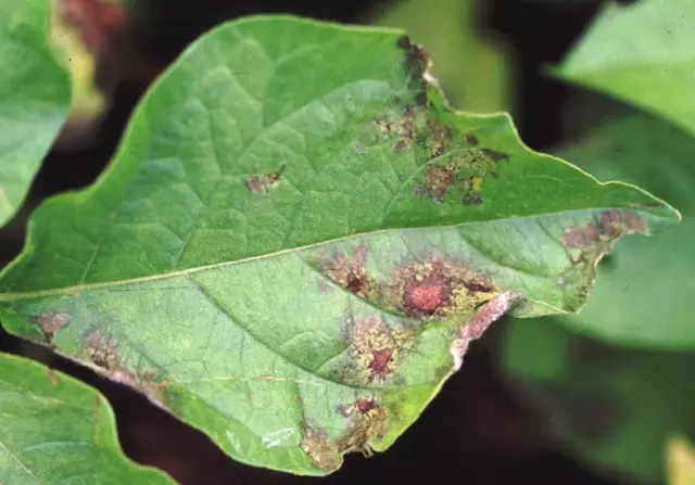 Mildiu (Phytophthora infestans)