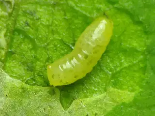 Minador de hojas (Liriomyza)