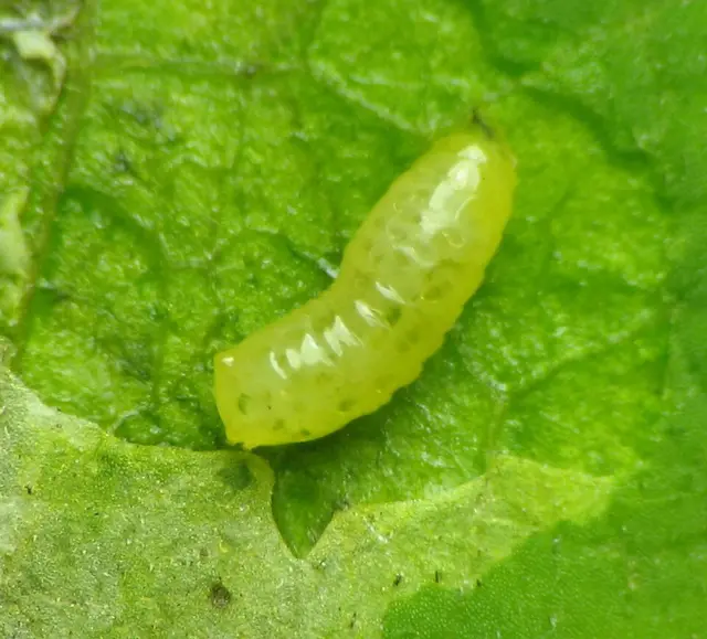 Minador de hojas (Liriomyza)