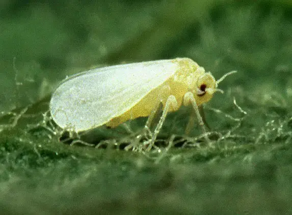 Mosca blanca (Bemisia tabaci)