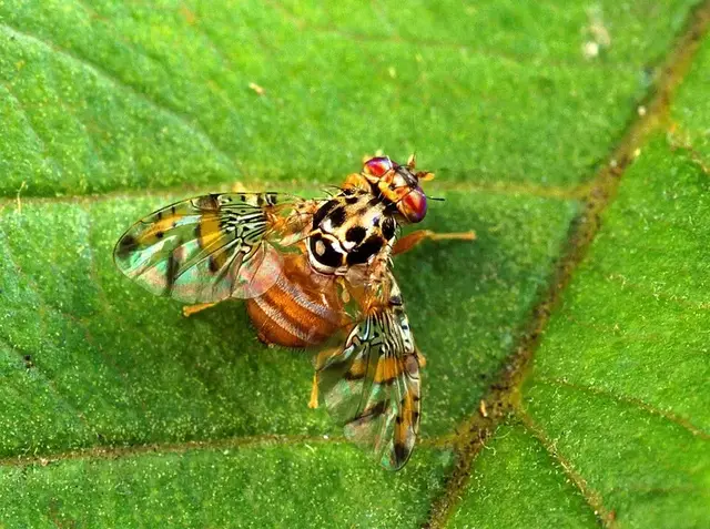 Mosca de la fruta (Ceratitis capitata)