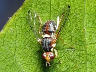 Mosca del olivo (Bactrocera oleae)