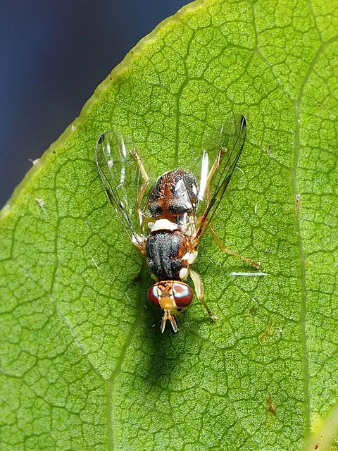 Mosca del olivo (Bactrocera oleae)
