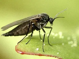 Mosca del sustrato (Bradysia)