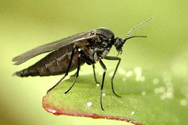 Mosca del sustrato (Bradysia)
