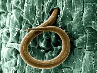 Nematodos (Meloidogyne)