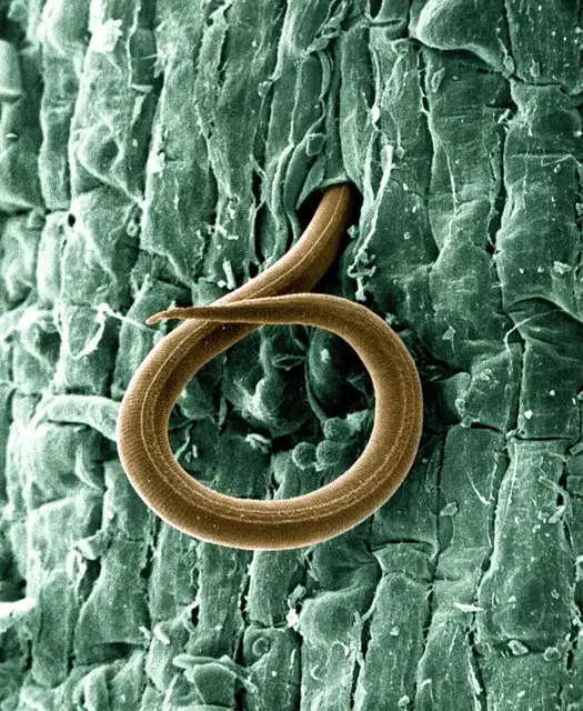 Nematodos (Meloidogyne)