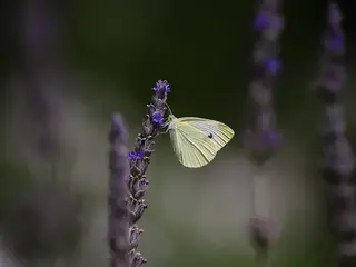 Oruga de la col (Pieris brassicae)