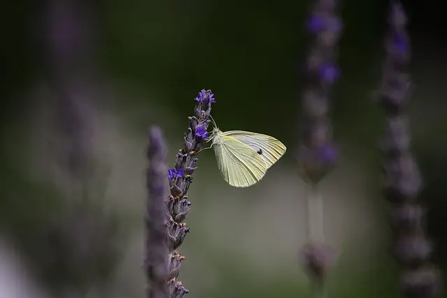 Oruga de la col (Pieris brassicae)