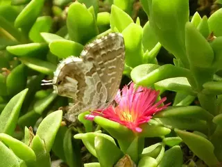 Oruga del geranio (Cacyreus marshalli)