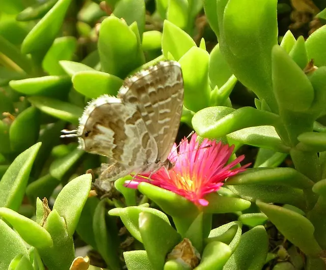 Oruga del geranio (Cacyreus marshalli)