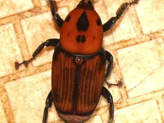 Picudo rojo (Rhynchophorus ferrugineus)