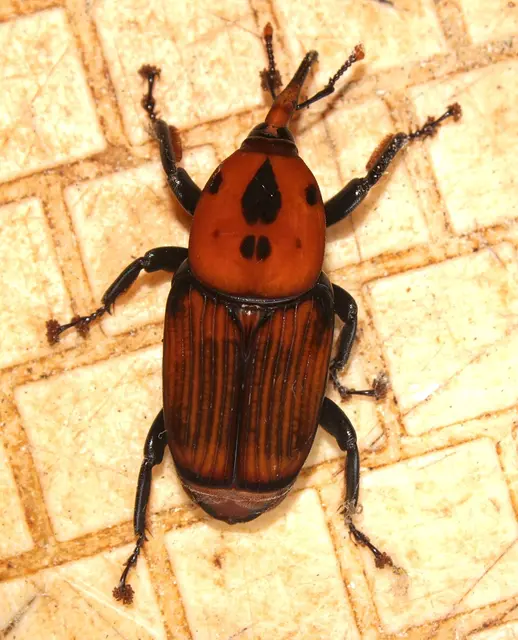 Picudo rojo (Rhynchophorus ferrugineus)