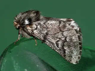 Procesionaria del pino (Thaumetopoea pityocampa)