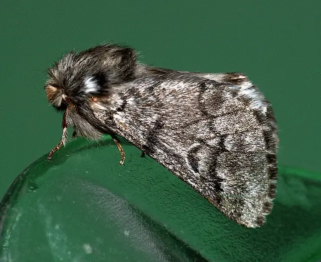 Procesionaria del pino (Thaumetopoea pityocampa)