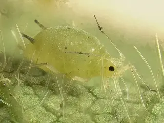 Pulgón verde (Aphis)