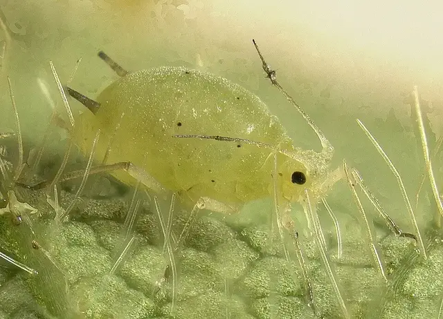 Pulgón verde (Aphis)