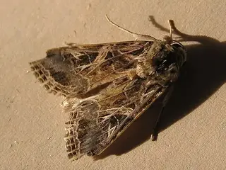 Rosquilla negra (Spodoptera littoralis)
