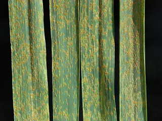 Roya (Puccinia)