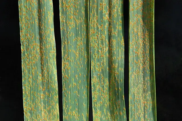Roya (Puccinia)