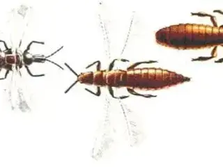 Trips (Thysanoptera)