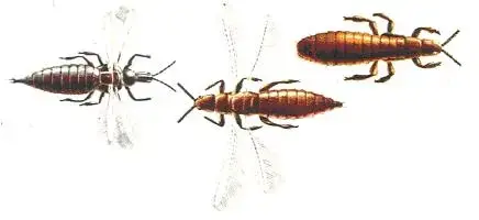 Trips (Thysanoptera)