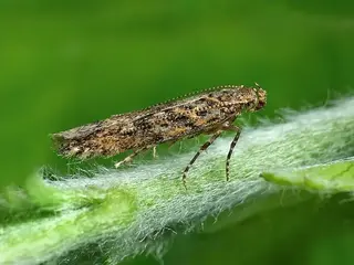 Tuta del tomate (Tuta absoluta)