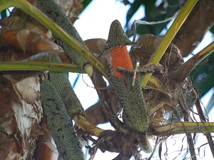 el fruto de la planta, en detalle