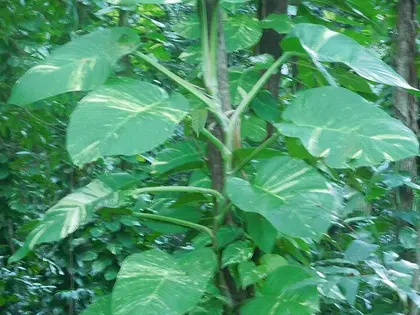 la hoja de la planta, en detalle