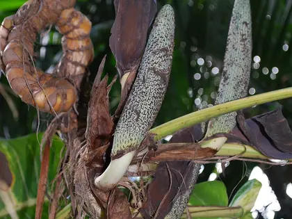 la flor de la planta, en detalle