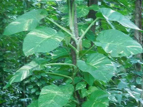 la hoja de la planta, en detalle