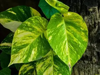 Potos (Epipremnum aureum)