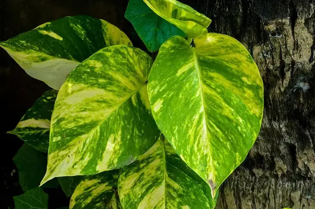 Potos (Epipremnum aureum)