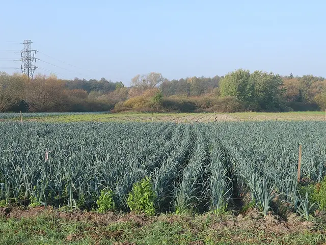 Puerro (Allium porrum)