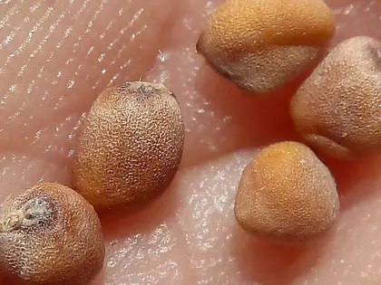 el fruto de la planta, en detalle