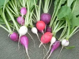 rábano (Raphanus sativus)