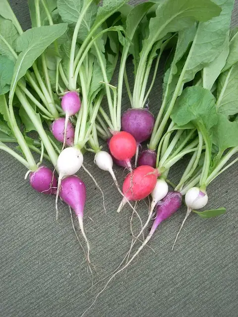 Rábano (Raphanus sativus)