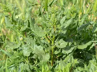 remolacha (Beta vulgaris)