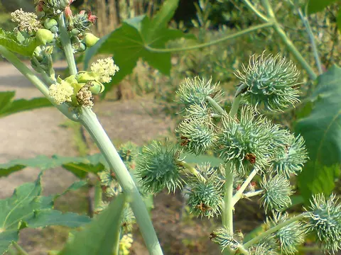 la flor de la planta, en detalle