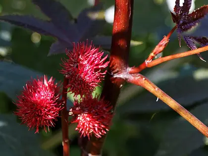el fruto de la planta, en detalle