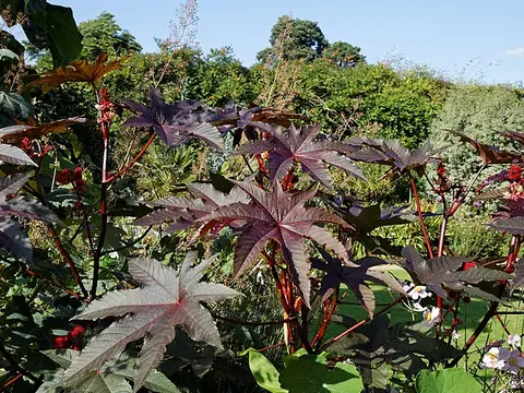 la hoja de la planta, en detalle