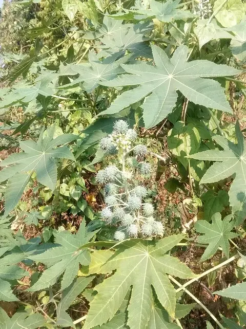 Ricino (Ricinus communis)